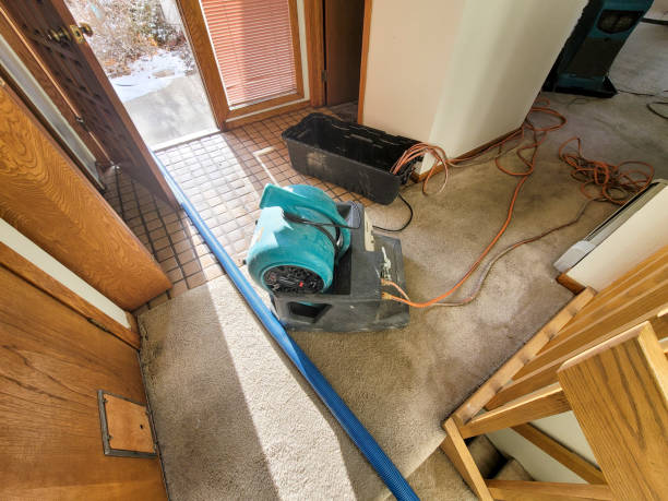 Best Water damage repair service  in Palm Harbor, FL