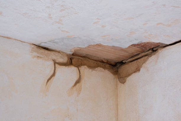 Best Water damage restoration experts  in Palm Harbor, FL