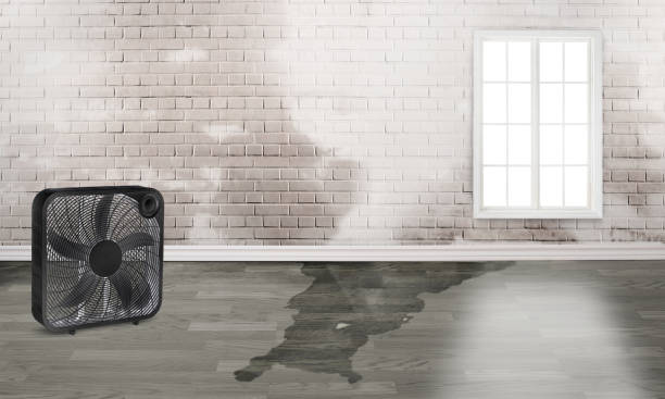 Best Water damage contractors near me  in Palm Harbor, FL