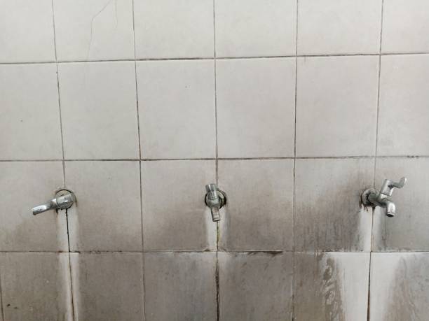 Best Water damage restoration near me  in Palm Harbor, FL