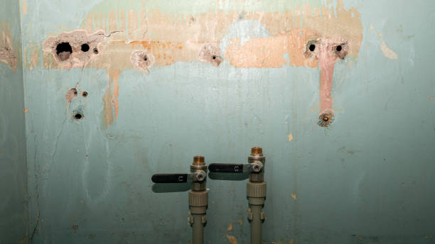 Best Mold removal after water damage  in Palm Harbor, FL