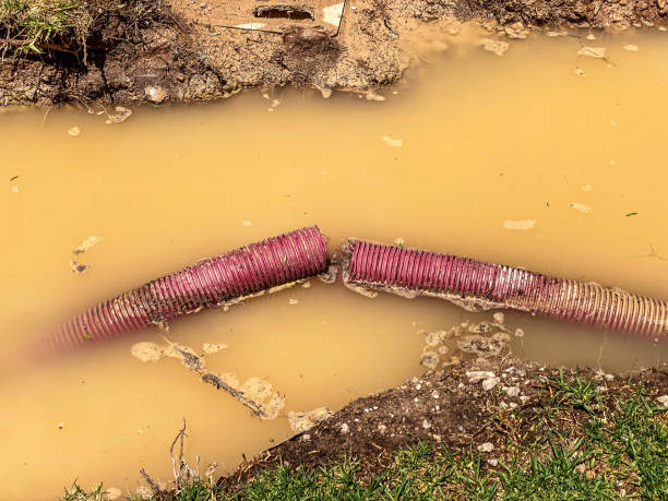 Best Professional water damage repair  in Palm Harbor, FL